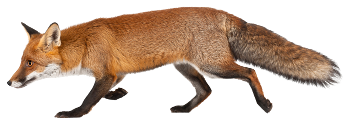Der Fuchs