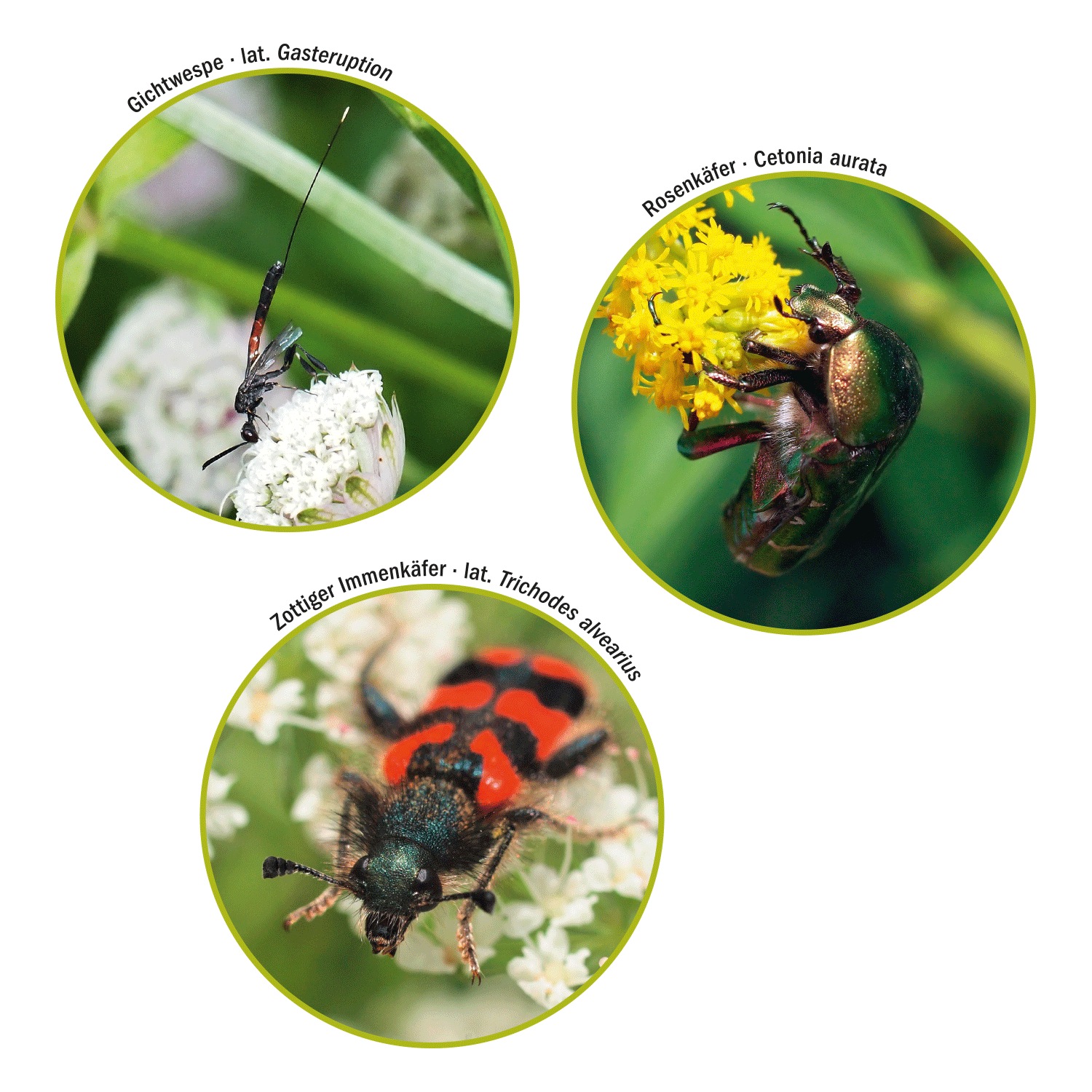 Gichtwespe, Rosenk&auml;fer und Zottiger Immenk&auml;fer