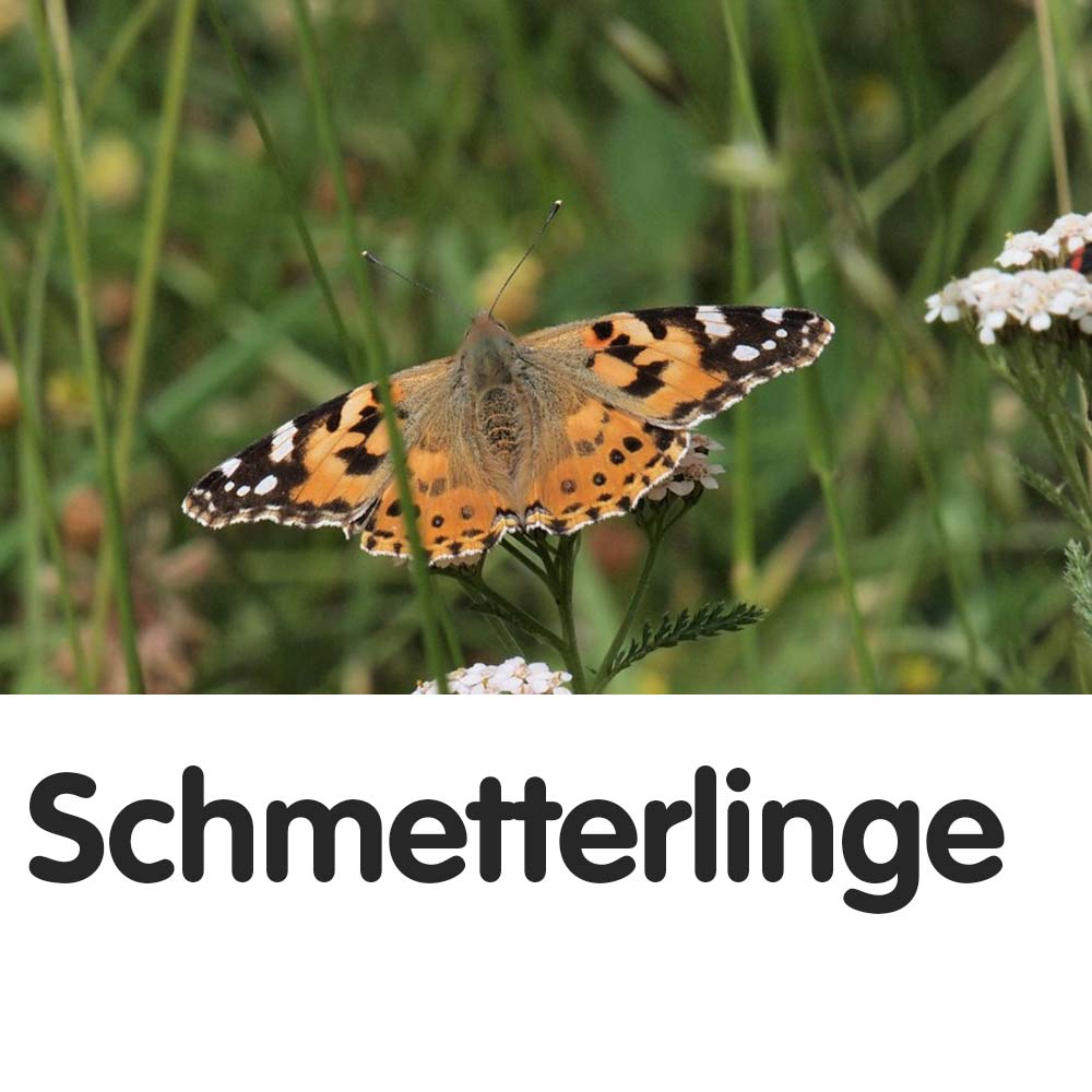 Schmetterlinge