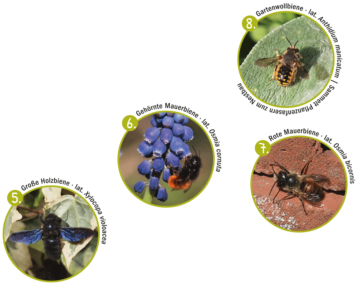 Wildbienenarten