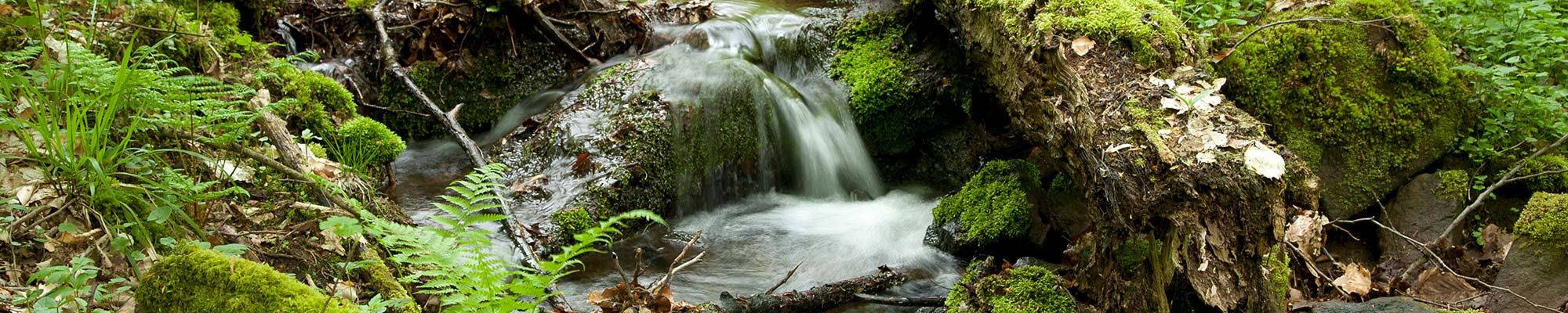 Bach im Wald